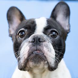Yoki - French Bulldog