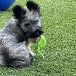 Skye Terrier Puppies from Solana Skye Terriers, Reg.
