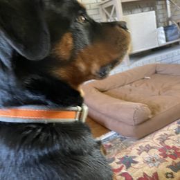 Rottweiler All Grown Up from Sweetgum Farm