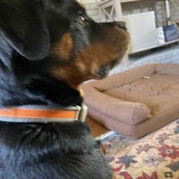 Rottweiler All Grown Up from Sweetgum Farm