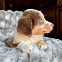 Habanero-Full tail and blue eyes likely - Red merle male Australian Shepherd puppy in Penrose, Colorado from Best Friend Aussies