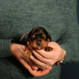 Tadhg - Black and tan male Cavalier King Charles Spaniel puppy in Payette, Idaho from Stonewick Retrievers
