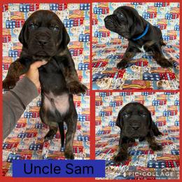 Uncle Sam - Black male Catahoula Leopard Dog puppy in Forbes, Minnesota from North Country Catahoulas