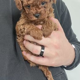 Cavapoo puppies from Corrington Curls