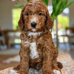 Nico - Red  male Goldendoodle puppy in Yuciapa, California from AlltheDoodlez_