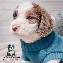 Rexie - Brown male Whoodle puppy in Knoxville, Tennessee from Fleury Farm Doodles TN