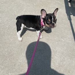 French Bulldog Puppies from Luvia Anderson