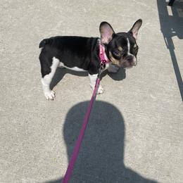 French Bulldog Puppies from Luvia Anderson