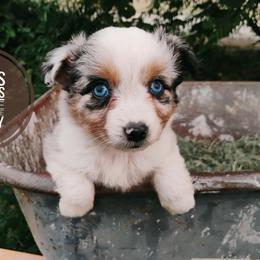 Bailey - Blue merle female Miniature Australian Shepherd puppy in Kettle Falls, Washington from Ellie's Miniature Australian Shepherds