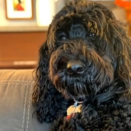 Labradoodles from Big River Doodles