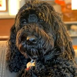 Labradoodles from Big River Doodles