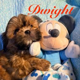 Dwight - Red male Shih Tzu puppy in Hemet, California from Aloha Shih Tzu