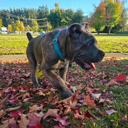 Light blue collar - Gray male Cane Corso puppy in Springfield, Oregon from PNW Cane Corsos
