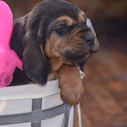 American Bully and Bloodhound Puppies from Blue Collar Kennelz Bloodhounds and American Bullies