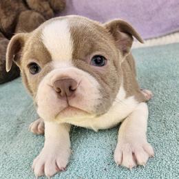 Girl 3 - Lilac female Boston Terrier puppy in Anderson, South Carolina from Lola’s House of Bostons & Rescue