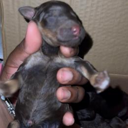 Aurora - Phantom female Poodle puppy in Corona, California from Garden Of Poodles