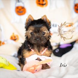 Iris - Black and gold female Yorkshire Terrier puppy in Marmaduke, Arkansas from Copper Ridge Yorkies