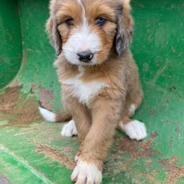 Bernedoodle Puppies from Bayou Blu's Bernedoodles