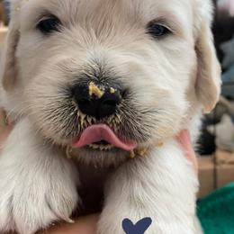 Golden Retriever Puppies from Skarlotte Goldens