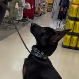 Stout Sable Female - Red sable female Belgian Malinois puppy in Irmo, Texas from Kaizen Ruach Malinois