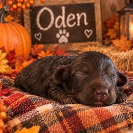 Oden - Brown male Cockapoo puppy in Lebanon, Kentucky from Mosaic Merle Doodles