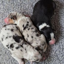 Australian Shepherd Puppies from Everly Australian Shepherds