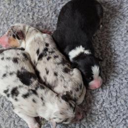 Australian Shepherd Puppies from Everly Australian Shepherds