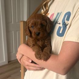Tatum - Brown female Cavapoo puppy in Gap, Pennsylvania from Coles Cavapoo’s