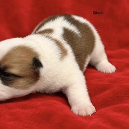 Ghost - Fawn male Pembroke Welsh Corgi puppy in Port Republic, Maryland from Bestfurends