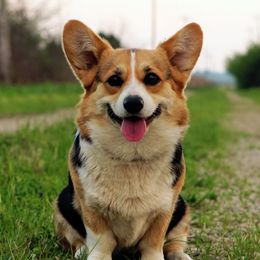 Hazel - Pembroke Welsh Corgi