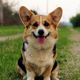 Hazel - Pembroke Welsh Corgi