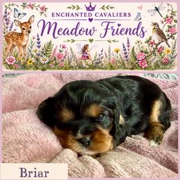 Briar - Black and tan female Cavalier King Charles Spaniel puppy in Auburn, Washington from Enchanted Cavaliers