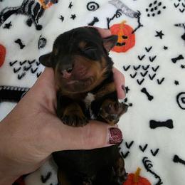 Black and tan - Black and tan male Dachshund puppy in West Plains, Missouri from Spring Creek Dachshunds