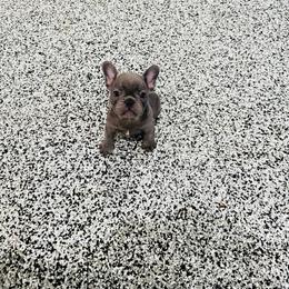 Bridges - Blue male French Bulldog puppy in Campbell Hall, New York from Charlie’s Frenchies