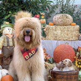 Chewie - Goldendoodle