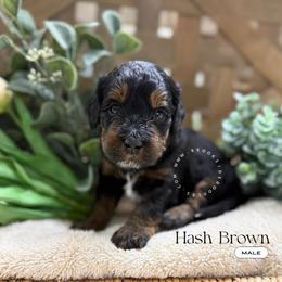 Hash brown - Phantom male Bernedoodle puppy in Temecula, California from Brookside Bernedoodles