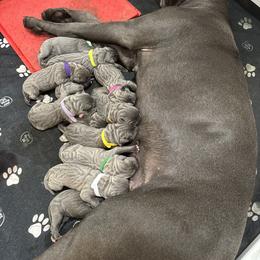 Cane Corso Puppies from Crowned Corso