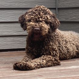 Lola - Lagotto Romagnolo