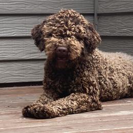 Lola - Lagotto Romagnolo