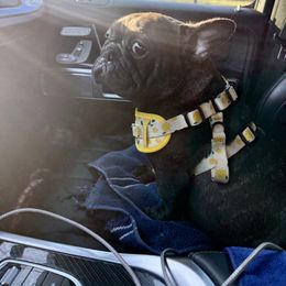 Elvira - French Bulldog