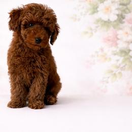 Ariel - Red  female Poodle puppy in Weston, Florida from Miami Toy Poodles