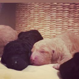 Goldendoodle Puppies from Little Doodle Love