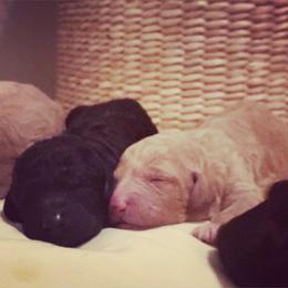 Goldendoodle Puppies from Little Doodle Love