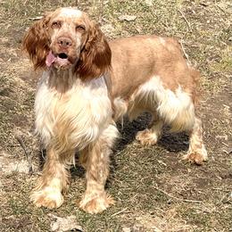 Ozark - English Springer Spaniel
