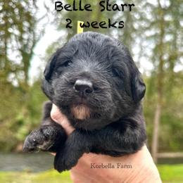 Belle Starr (Mini Size) - White and black female Bordoodle puppy in Mulino, Oregon from Korbella Farm