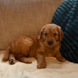 Brody - Apricot male Goldendoodle puppy in Fayetteville, Arkansas from Mountain Grove Doodles