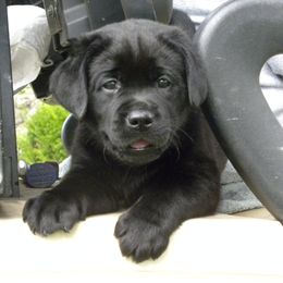 Labrador Retriever Puppies from Freedom Labradors