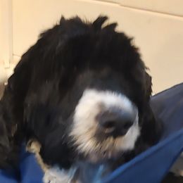 Brooke - Portuguese Water Dog