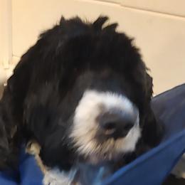 Brooke - Portuguese Water Dog