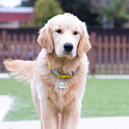 Penny - Golden Retriever